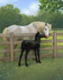 Charity's Gift (Volo/Hyperion)