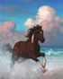 Sea Feather (HarperCollins)